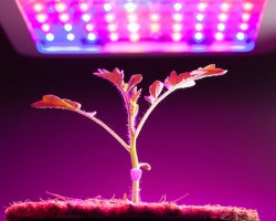 Ultraviolet LEDs: The Latest Advancement in LED Tech